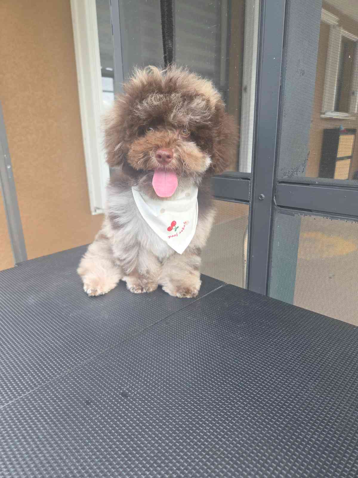 Perro cepillado y con pelo brillante