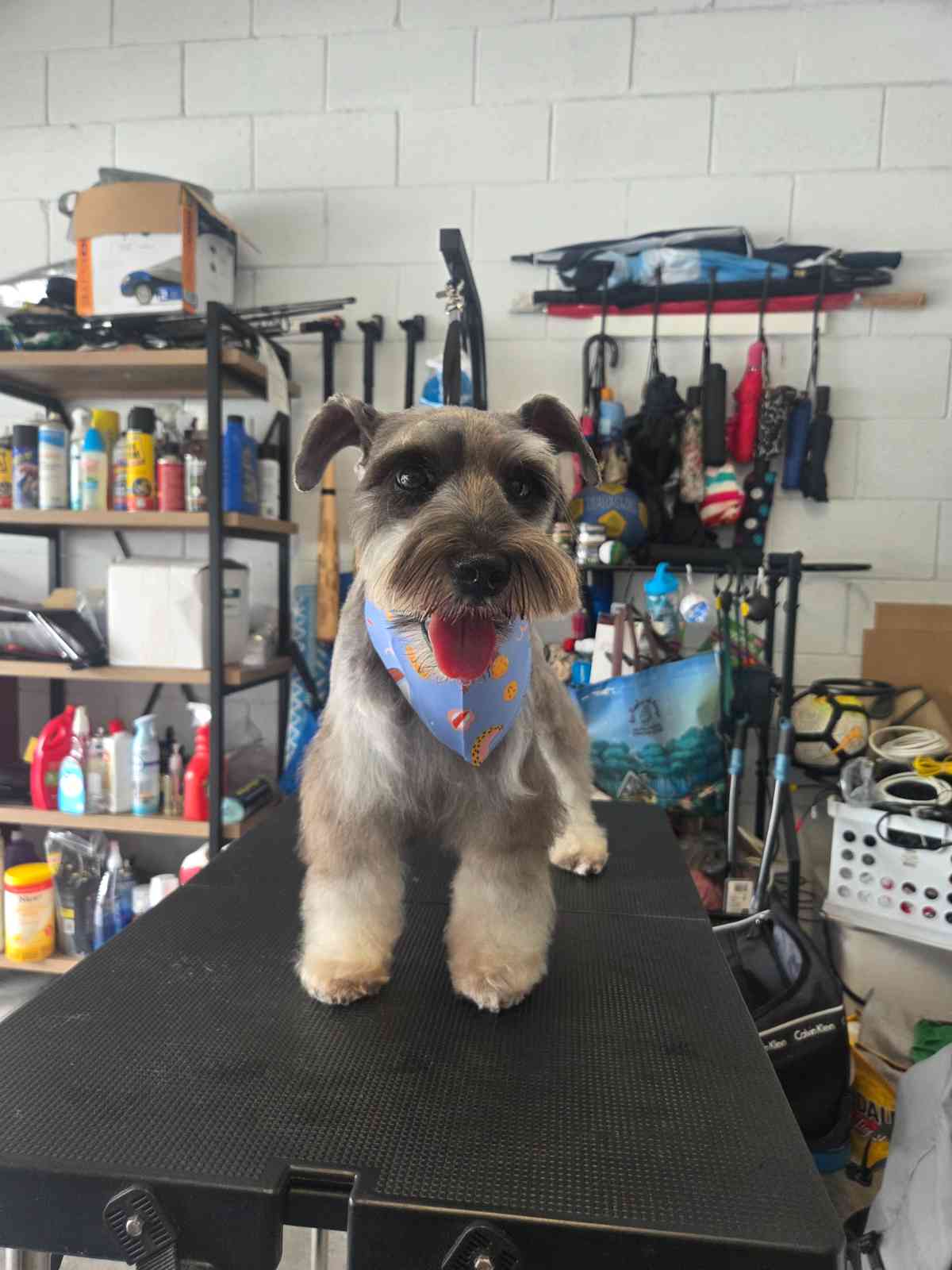 Perro con bandana luego de la sesión de cuidado