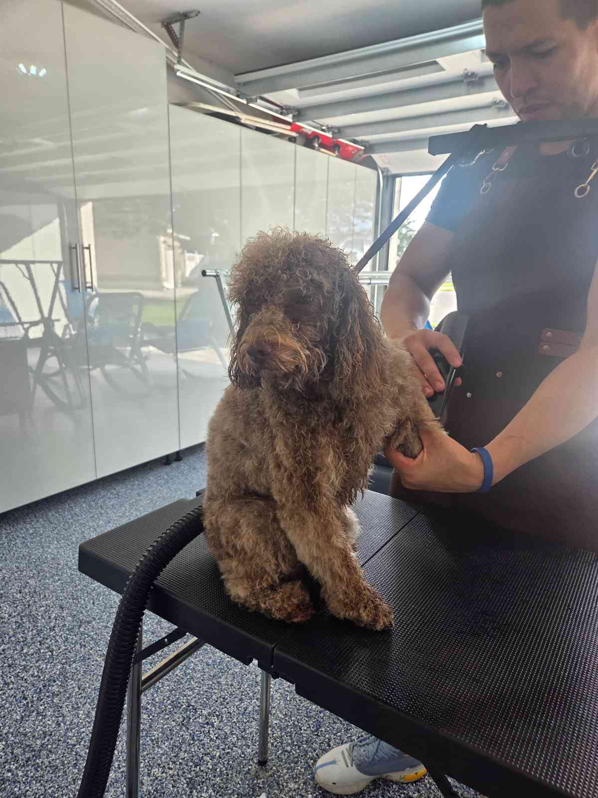Baños medicados para perros con problemas de piel