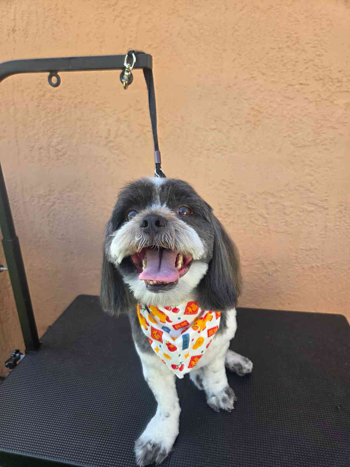 Perro shih tzu sonriente con bandana después del grooming