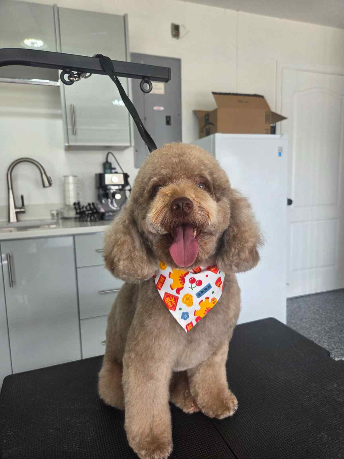Perro pequeño con acabado prolijo tras el baño