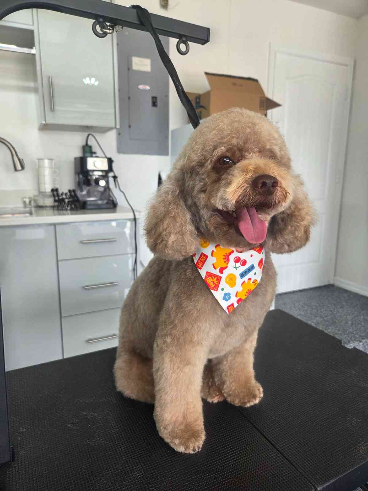 Mascota atendida en casa por Tioshampoo